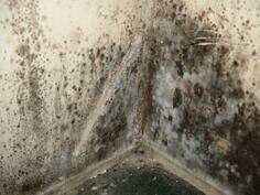 Mold_Remediation.jpg